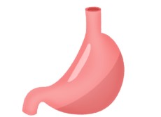 原因２：現代人は胃が小さくなっている
